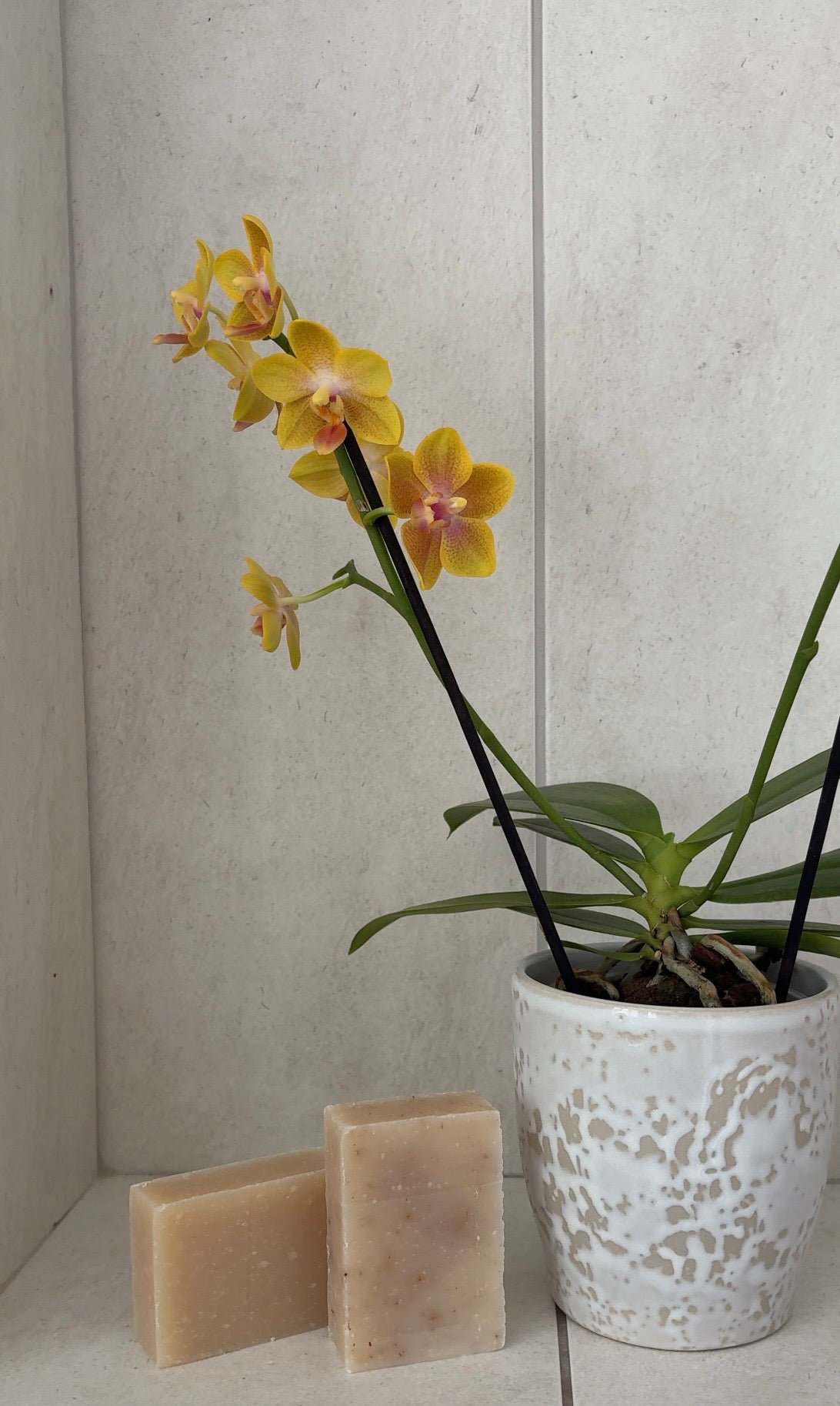Two rectangular bars of natural beige soap standing next to a potted yellow orchid in a white speckled ceramic pot, set against a light beige tiled background.